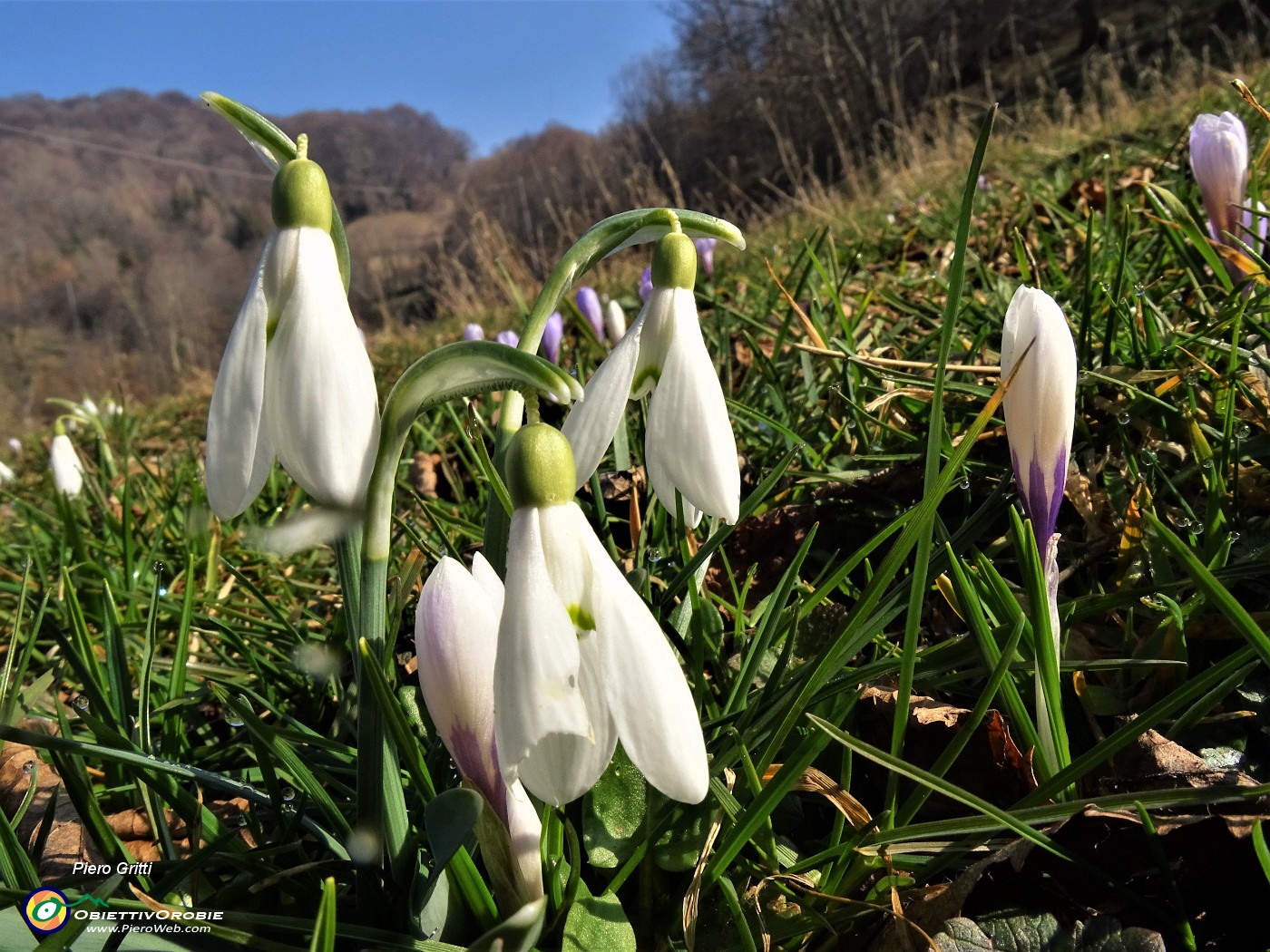 31 Festa di fiori sui sentieri al Monte Zucco - Galanthus nivalis (Bucanevi) e Crocus (Crochi).JPG